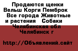 Продаются щенки Вельш Корги Пемброк  - Все города Животные и растения » Собаки   . Челябинская обл.,Челябинск г.